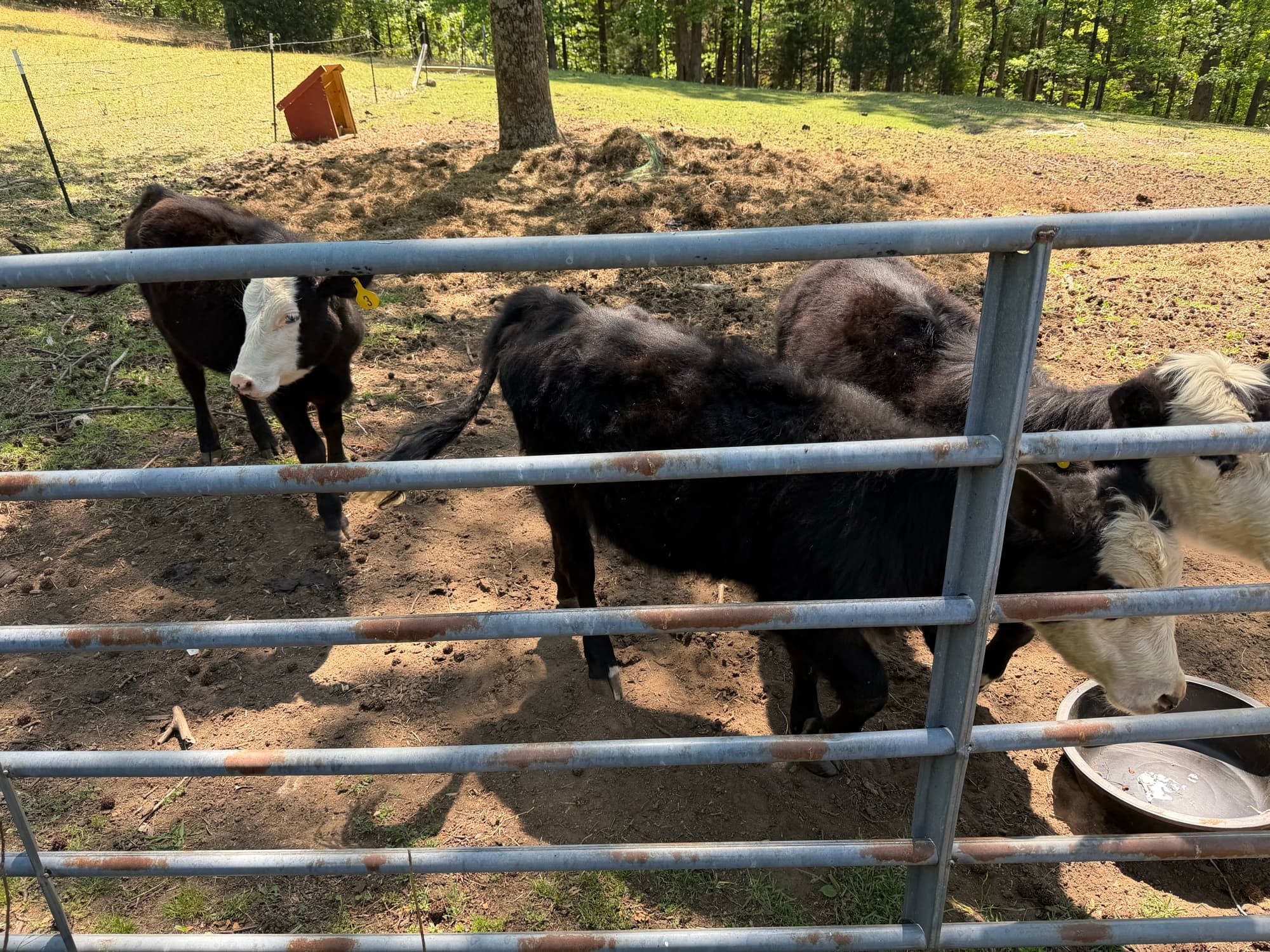 The herd gathered at the feeder