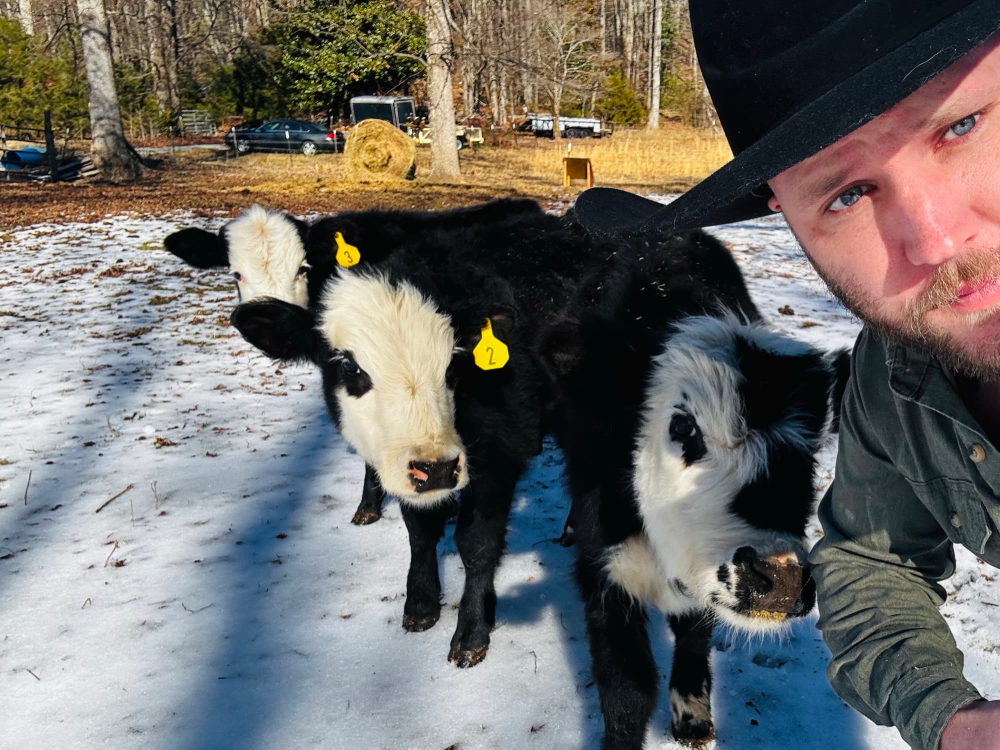 Calves in the snow during winter pasture